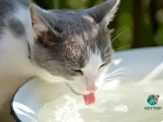 Como Fazer Soro Caseiro para Gato