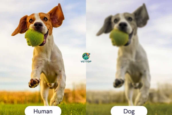 Cores que os Cães Enxergam 2vettop% Cores que os Cães Enxergam