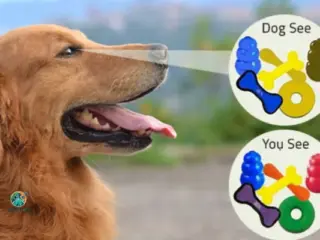 Cores que os Cães Enxergam