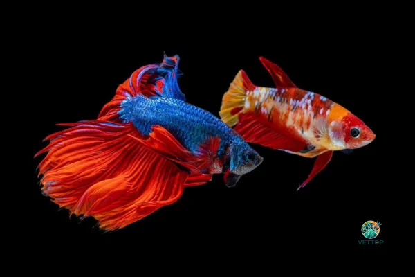 Criação dos Peixes Betta 1vettop% Criação dos Peixes Betta