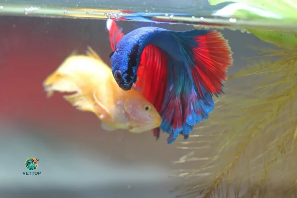 Criação dos Peixes Betta 2vettop% Criação dos Peixes Betta