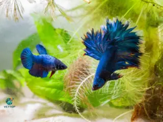 Criação dos Peixes Betta