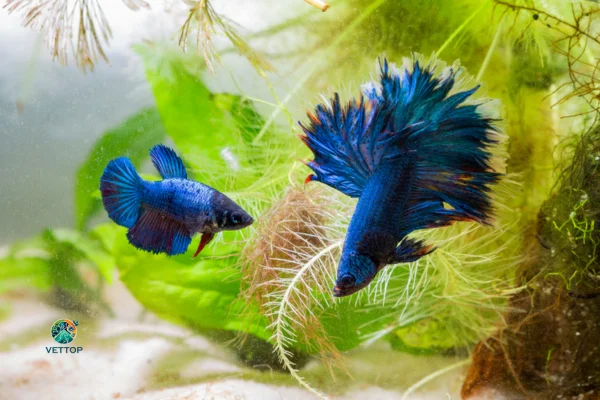 Criação dos Peixes Betta