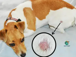 Diferenças entre Micose e Sarna em Cães