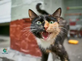 Gato Fazendo Barulho de Pombo