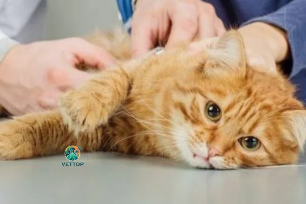 Gato Pode Pegar Dengue? 2vettop% Gato Pode Pegar Dengue?