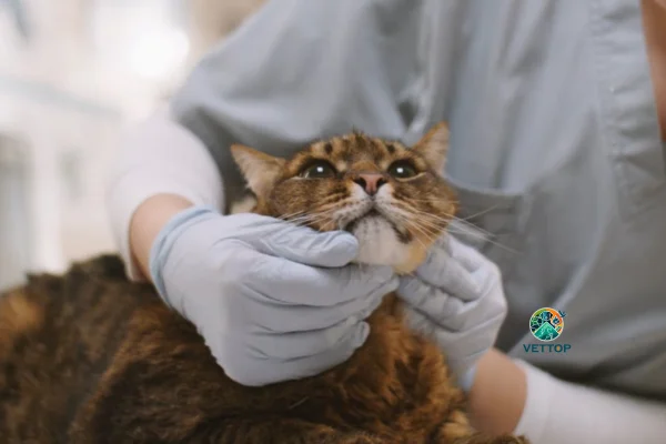 Gato Pode Pegar Dengue? 1vettop% Gato Pode Pegar Dengue?