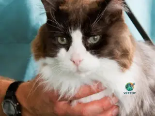 Gato Pode Pegar Dengue?