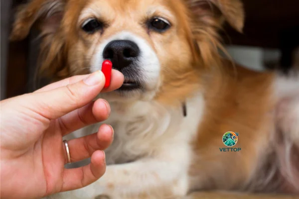 Pode dar Imosec para Cachorro? 2vettop% Imosec para Cachorro