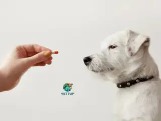 Imosec para Cachorro