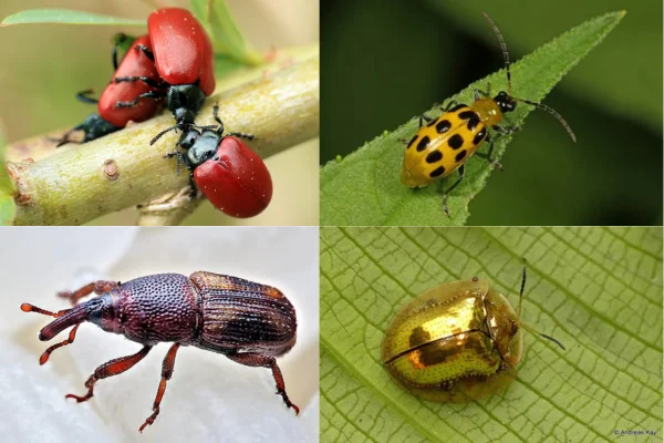 Insetos que Parecem Joaninha 4vettop% Insetos que Parecem Joaninha
