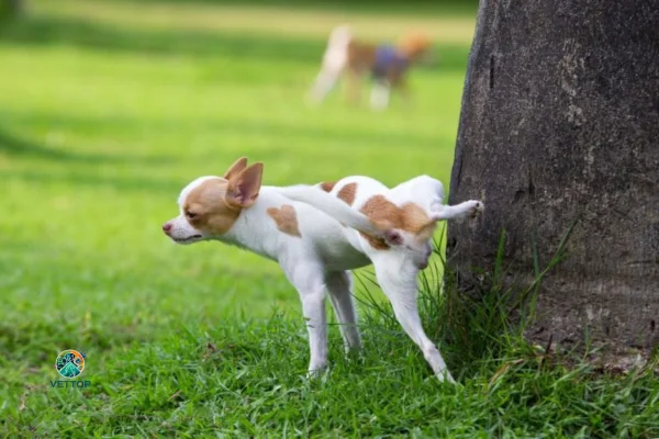 Odores que Atraem os Cães para Fazer Xixi 1vettop% Odores que Atraem os Cães para Fazer Xixi