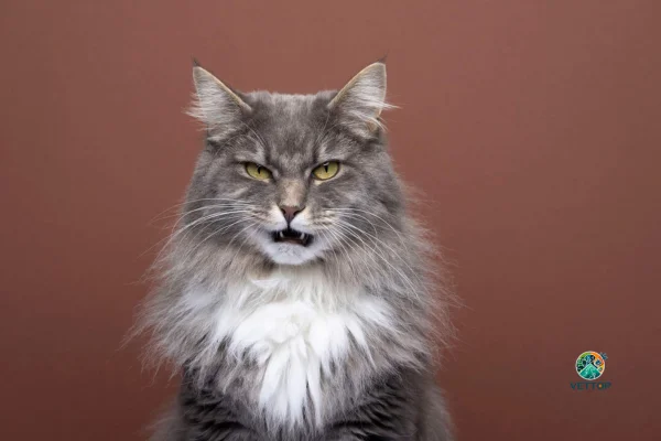 Os Gatos Entendem o que a Gente Fala? 2vettop% Os gatos entendem o que a gente fala?