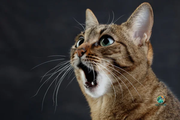 Os Gatos Entendem o que a Gente Fala? 1vettop% Os gatos entendem o que a gente fala?