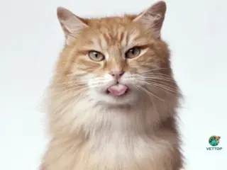 Os gatos entendem o que a gente fala?