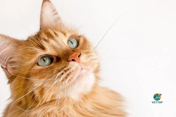 Personalidade dos Gatos Segundo a sua Cor 3vettop% Personalidade dos Gatos Segundo a sua Cor