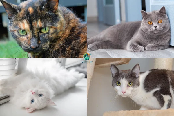 Personalidade dos Gatos Segundo a sua Cor 4vettop% Personalidade dos Gatos Segundo a sua Cor