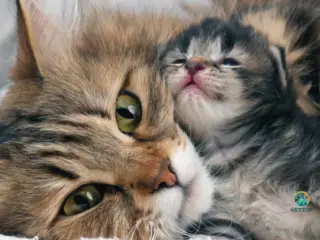 Quando se Podem Separar os Gatinhos da sua Mãe