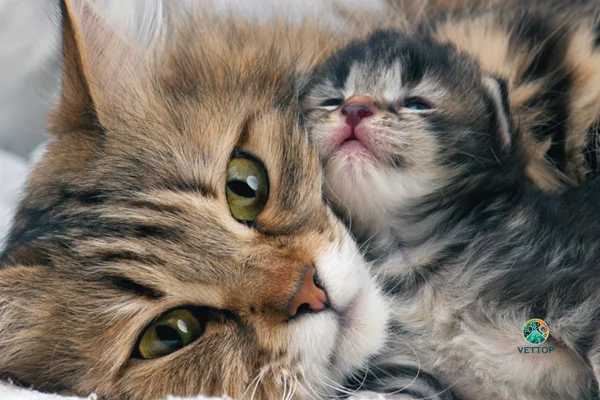 Quando se Podem Separar os Gatinhos da sua Mãe