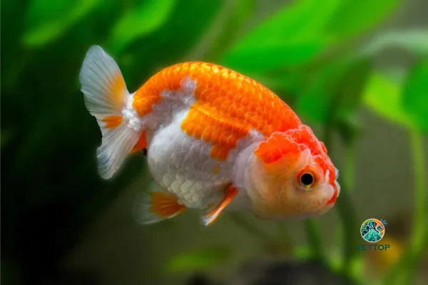 Quanto Tempo Vive um Gold Fish? 1vettop% Quanto Tempo Vive um Gold Fish?