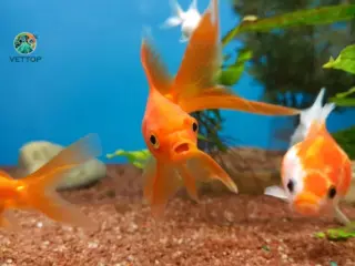 Quanto Tempo Vive um Gold Fish?