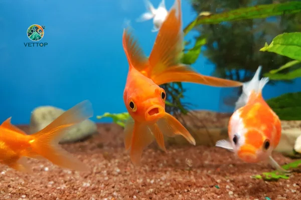 Quanto Tempo Vive um Gold Fish?