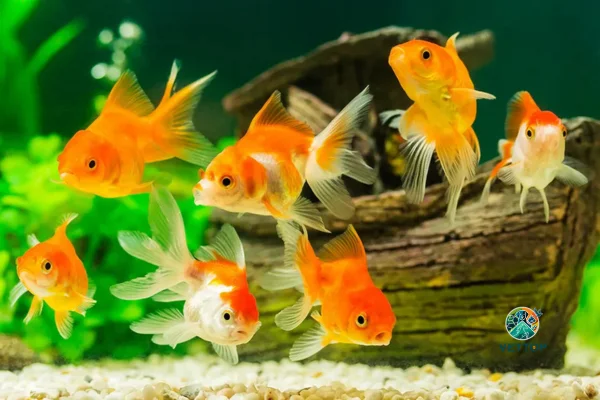 Quanto Tempo Vive um Gold Fish? 2vettop% Quanto Tempo Vive um Gold Fish?