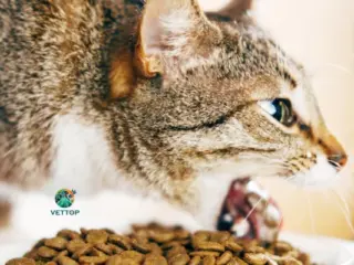 Remédio Caseiro Para Gato Vomitando