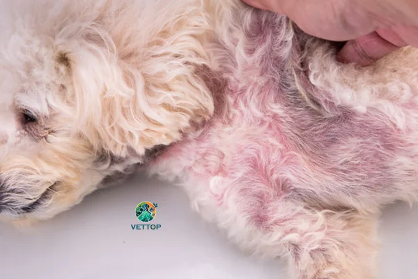 Remédios Caseiros para Dermatite Canina 1vettop% Remédios Caseiros para Dermatite Canina