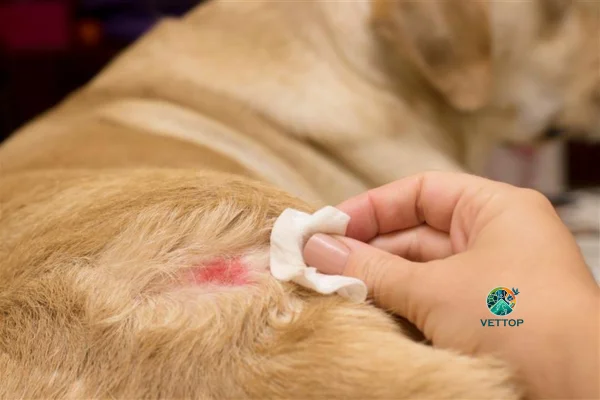 Remédios Caseiros para Dermatite Canina 2vettop% Remédios Caseiros para Dermatite Canina