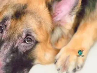 Remédios Caseiros para Dermatite Canina