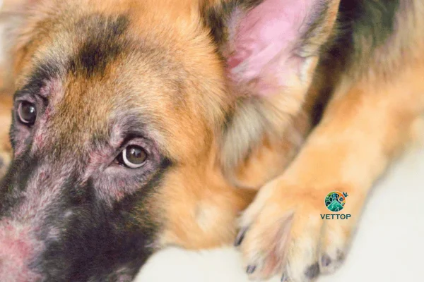 Remédios Caseiros para Dermatite Canina