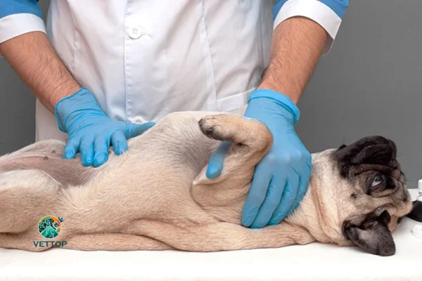 síndrome do Intestino Irritável em Cães 1vettop% Síndrome do Intestino Irritável em Cães