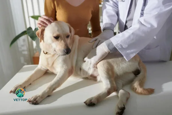 síndrome do Intestino Irritável em Cães 2vettop% Síndrome do Intestino Irritável em Cães