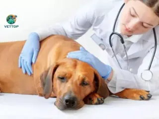 Síndrome do Intestino Irritável em Cães