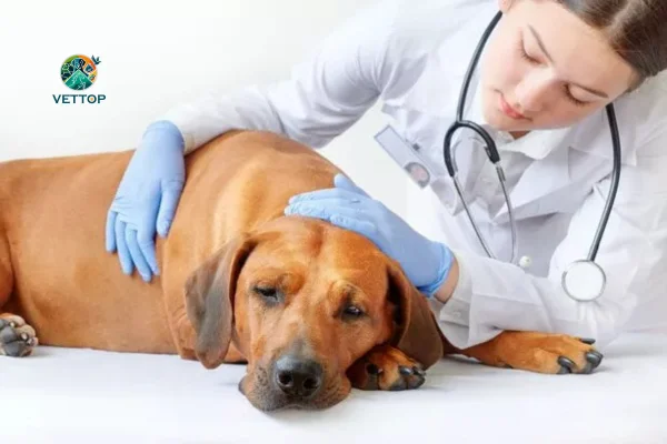 Síndrome do Intestino Irritável em Cães