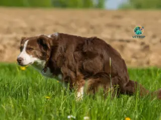 Tipos de Fezes de Cachorro