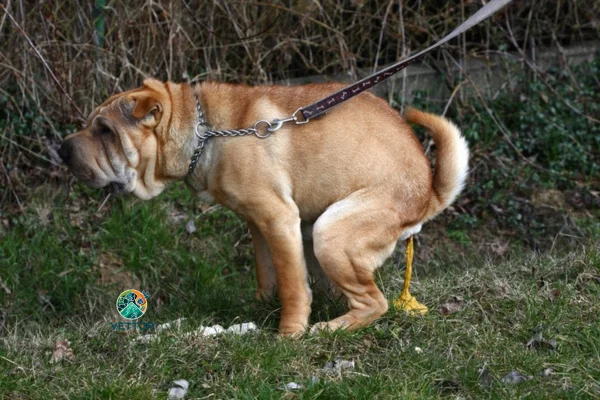 Tipos de Fezes de Cachorro 3vettop% Tipos de Fezes de Cachorro - Fezes Com Giárdia