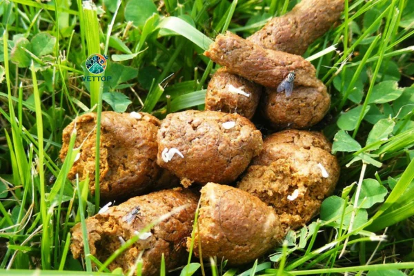Tipos de Fezes de Cachorro 2vettop% Tipos de Fezes de Cachorro - Fezes Com Vermes