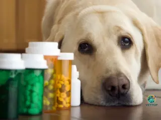 Vitamina Humana para Cachorro