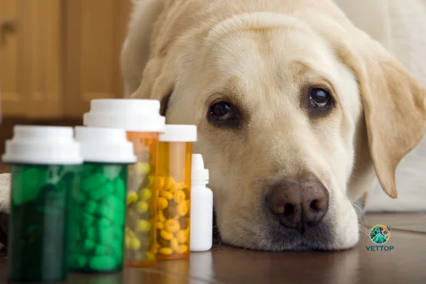 Vitamina Humana para Cachorro