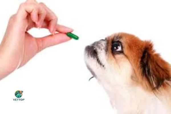Vitamina Humana para Cachorro 1vettop% Vitamina Humana para Cachorro