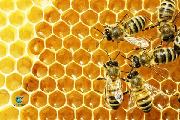 Importância das Abelhas para o Meio Ambiente 1vettop% importância das Abelhas para o Meio Ambiente