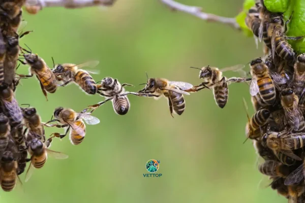 Importância das Abelhas para o Meio Ambiente 2vettop% importância das Abelhas para o Meio Ambiente
