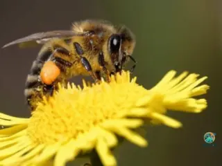 importância das Abelhas para o Meio Ambiente
