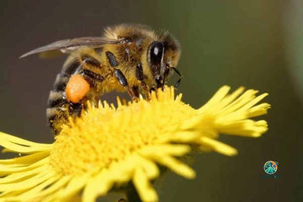 Importância das Abelhas para o Meio Ambiente