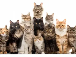Personalidade dos Gatos Segundo a sua Cor
