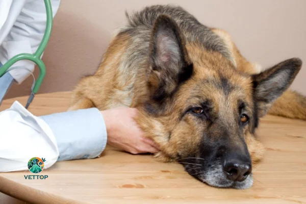 Anemia em Cachorro Idoso 1vettop% Anemia em Cachorro Idoso