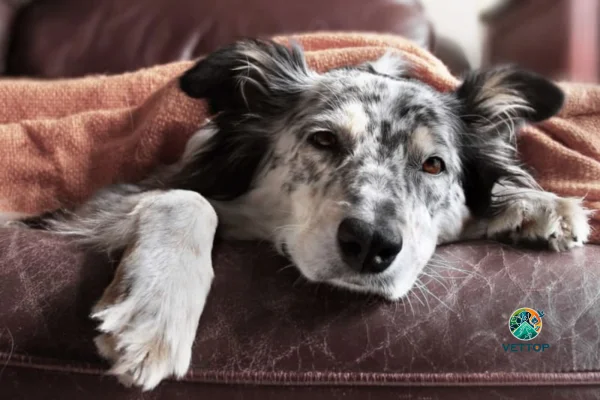 Anemia em Cachorro Idoso 2vettop% Anemia em Cachorro Idoso