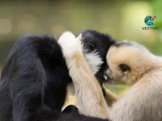 Animais Monogâmicos